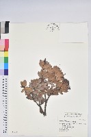 美麗馬醉木藏品圖，第1張