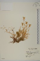 玉山蠅子草藏品圖，第1張