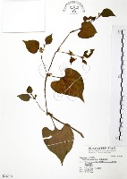 臭腥草、蕺菜藏品圖，第1張