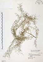 天門冬藏品圖，第1張