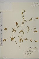 狗筋蔓藏品圖，第1張