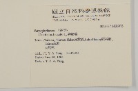 狗筋蔓藏品圖，第2張