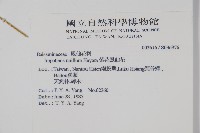 紫花鳳仙花藏品圖，第2張