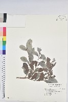 細葉饅頭果藏品圖，第1張