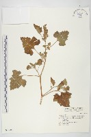 蒼耳藏品圖，第1張