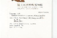 蒼耳藏品圖，第2張