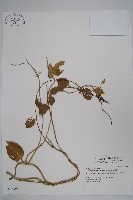 鷗蔓藏品圖，第1張