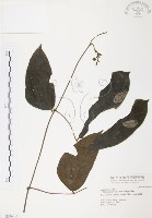 血藤、青山籠藏品圖，第1張