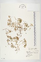 紅子佛甲草藏品圖，第1張