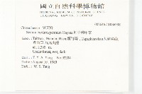 紅子佛甲草藏品圖，第2張