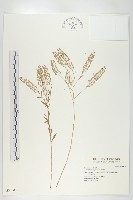 獨行菜藏品圖，第1張