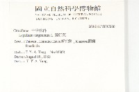 獨行菜藏品圖，第2張