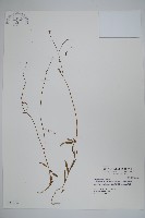 細葉蘭花參藏品圖，第1張