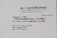 細葉蘭花參藏品圖，第2張