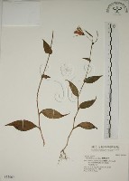 臺灣油點草藏品圖，第1張