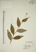 臺灣油點草藏品圖，第1張