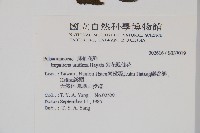 紫花鳳仙花藏品圖，第2張