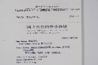 裂葉秋海棠藏品圖，第2張