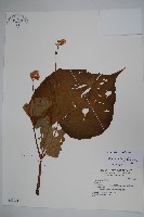 溪頭秋海棠藏品圖，第1張