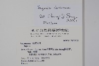 溪頭秋海棠藏品圖，第2張