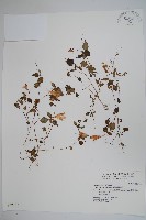 紫花鳳仙花藏品圖，第1張