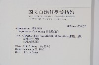 紫花鳳仙花藏品圖，第2張