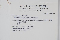 紫花鳳仙花藏品圖，第2張