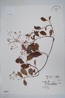 酸藤藏品圖，第1張