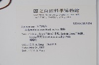 酸藤藏品圖，第2張