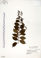 九芎藏品圖，第1張