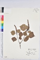 烏臼藏品圖，第1張