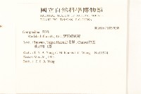 雙花蟛蜞菊藏品圖，第2張