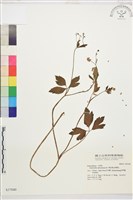 水辣菜、禺毛茛藏品圖，第1張