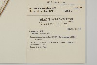 豬草、瘤果菊藏品圖，第2張