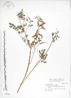 臺灣黃菫藏品圖，第1張