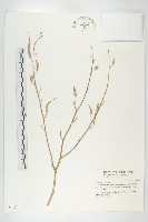 濱萊菔藏品圖，第1張