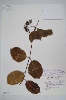 爬森藤藏品圖，第1張