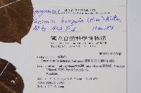 爬森藤藏品圖，第2張