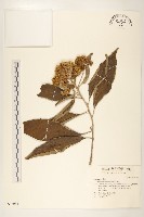 美洲闊苞菊藏品圖，第1張