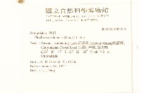 美洲闊苞菊藏品圖，第2張