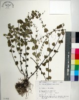 南台灣黃芩藏品圖，第1張