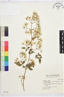 梨山小蓑衣藤藏品圖，第2張