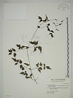 梨山小蓑衣藤藏品圖，第1張