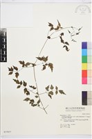 梨山小蓑衣藤藏品圖，第2張