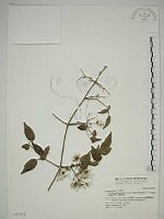 梨山小蓑衣藤藏品圖，第1張