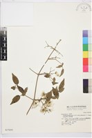 梨山小蓑衣藤藏品圖，第2張