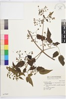 梨山小蓑衣藤藏品圖，第2張