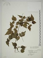 梨山小蓑衣藤藏品圖，第1張