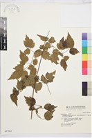 梨山小蓑衣藤藏品圖，第2張