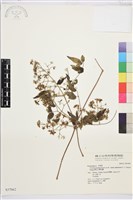 梨山小蓑衣藤藏品圖，第2張